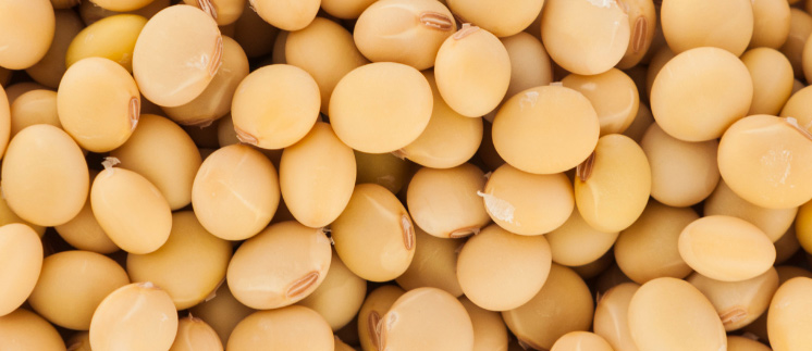 Grain of soybean