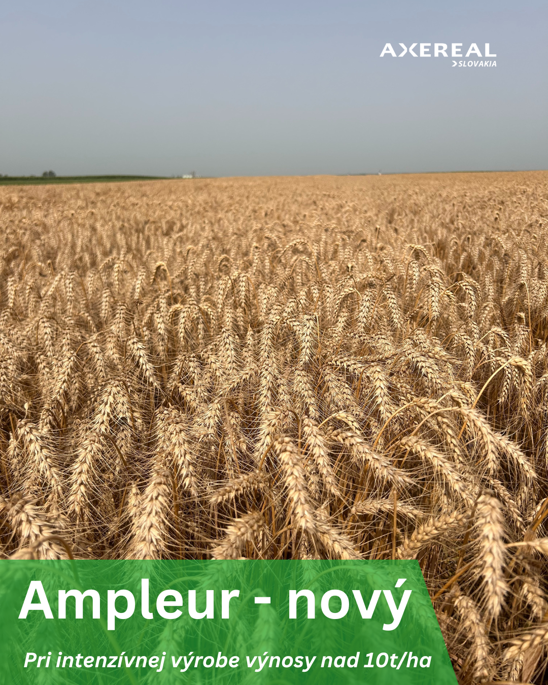 Ampleur
