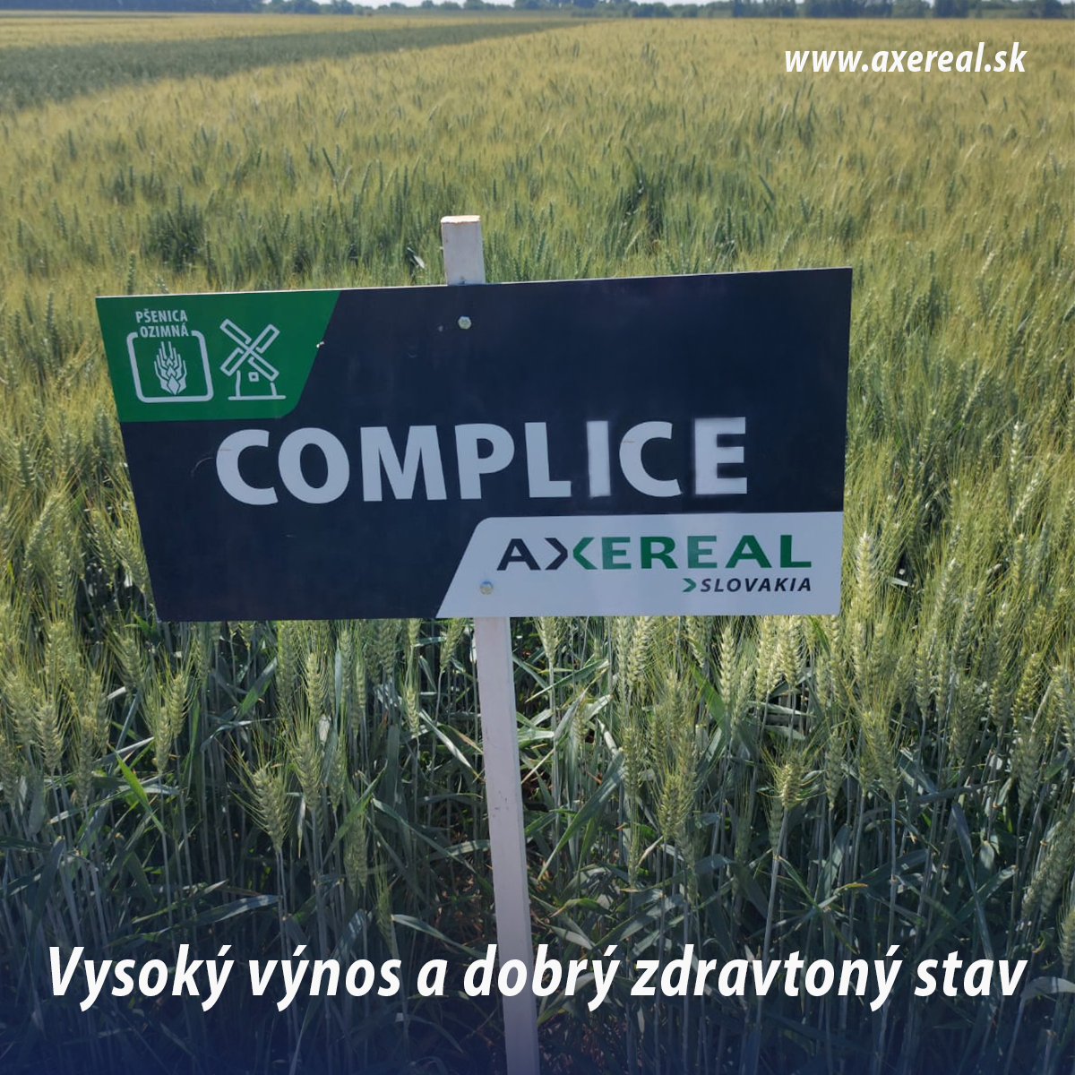 Complice