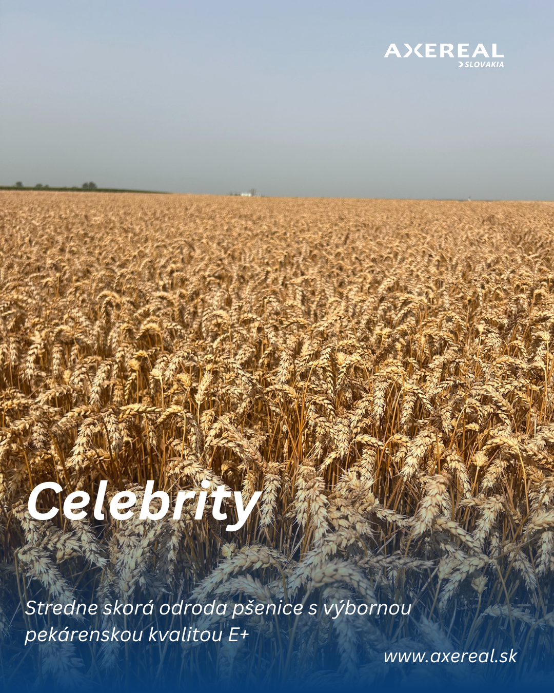 Celebrity