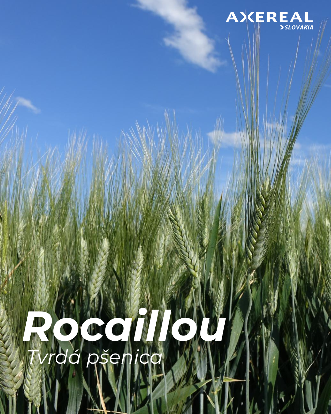 Rocaillou
