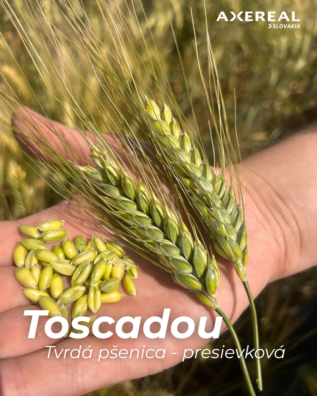 Toscadou