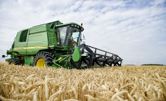 Harvest of wheat