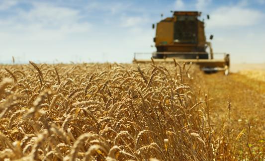 Sustainable wheat harvest