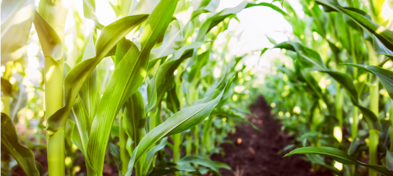 Waxy corn field