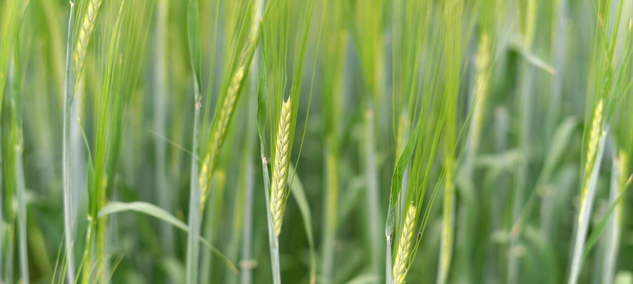 BARLEY PLANET