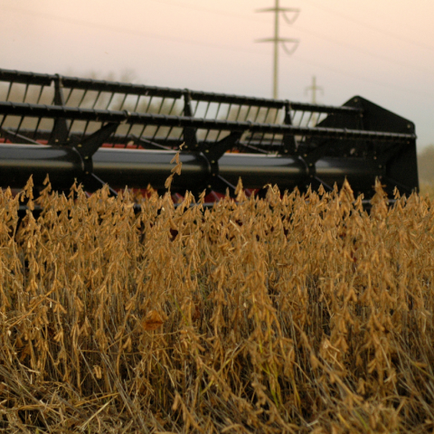 Harvest of soybean