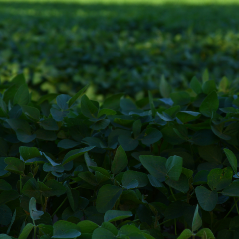 Soybean seeds