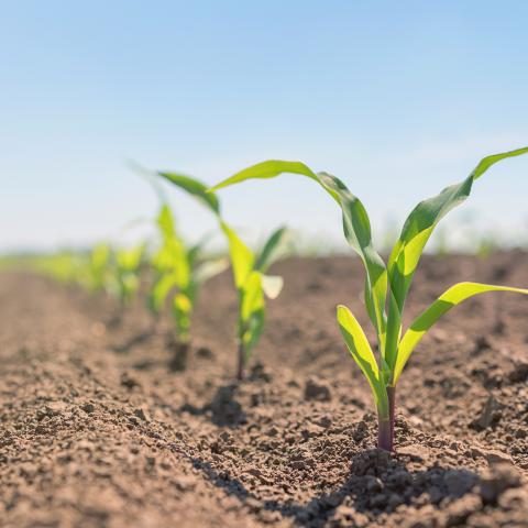 Fertilizer Starter