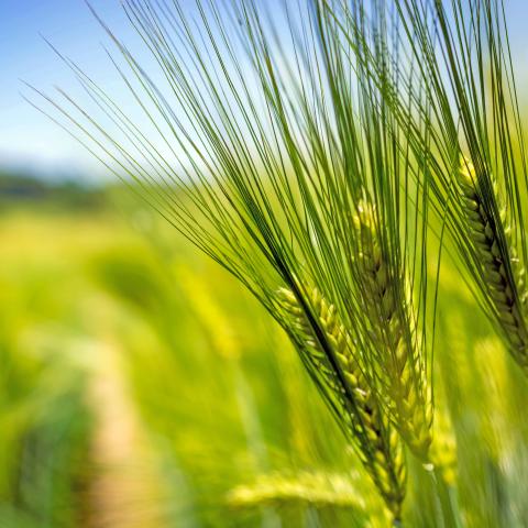 Barley variety Llaurete