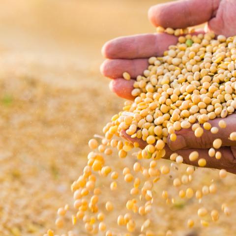 Soybean_variety_Sakusa