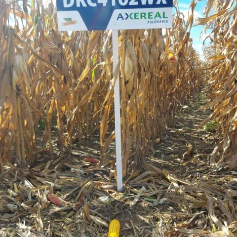 DKC 4162 WAXY
