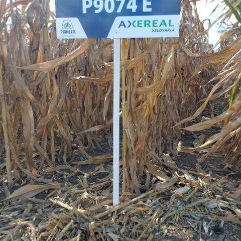 P 9074 WAXY