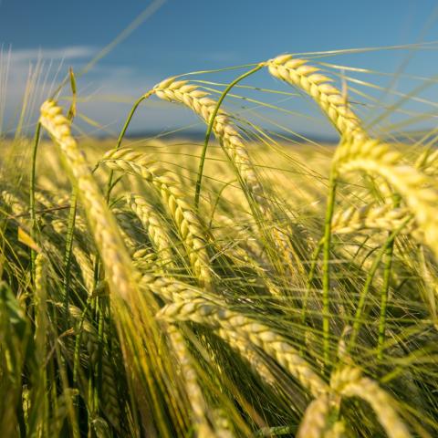 Barley