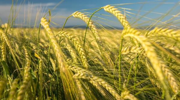 Barley