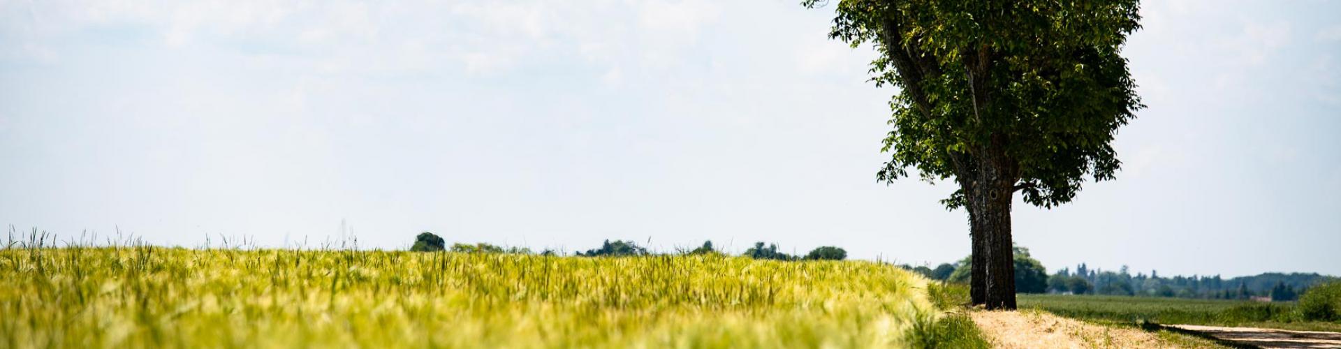 Foliar fertilizer