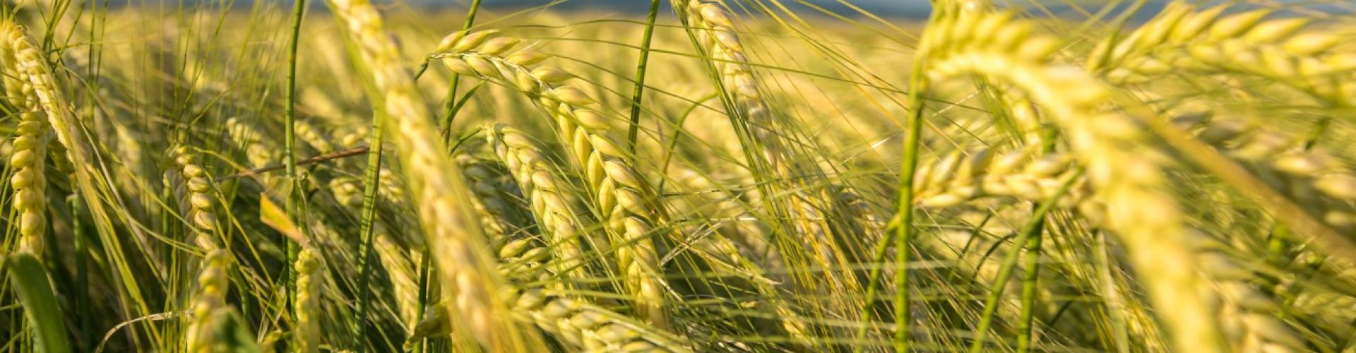 Barley